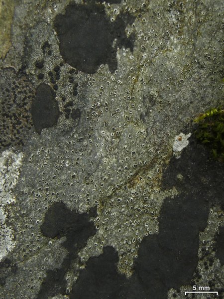 Pertusaria chiodectonoides