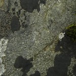Pertusaria chiodectonoides