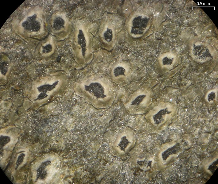 Pertusaria chiodectonoides