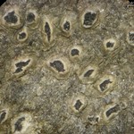 Pertusaria chiodectonoides