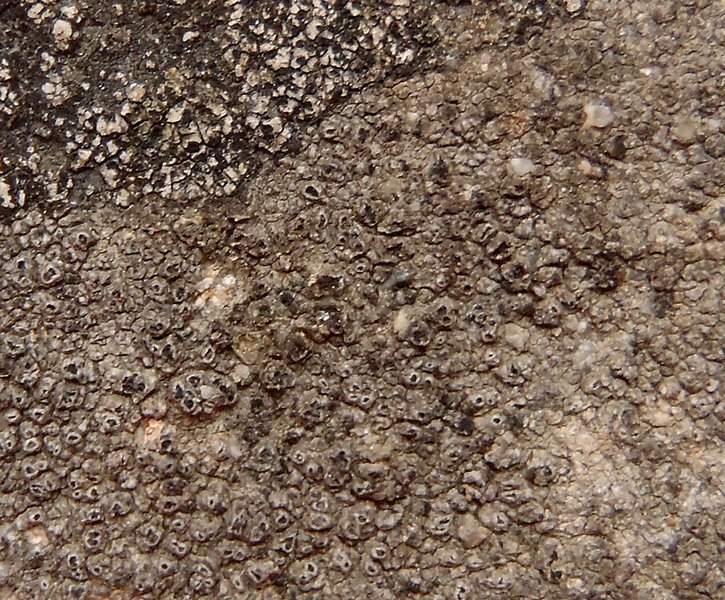 Pertusaria chiodectonoides