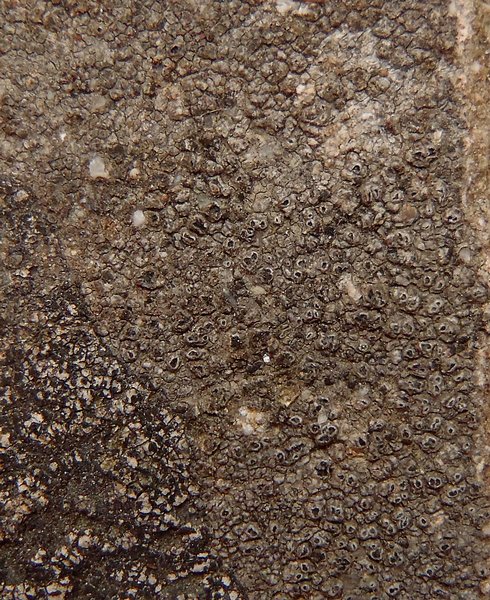 Pertusaria chiodectonoides