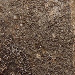 Pertusaria chiodectonoides