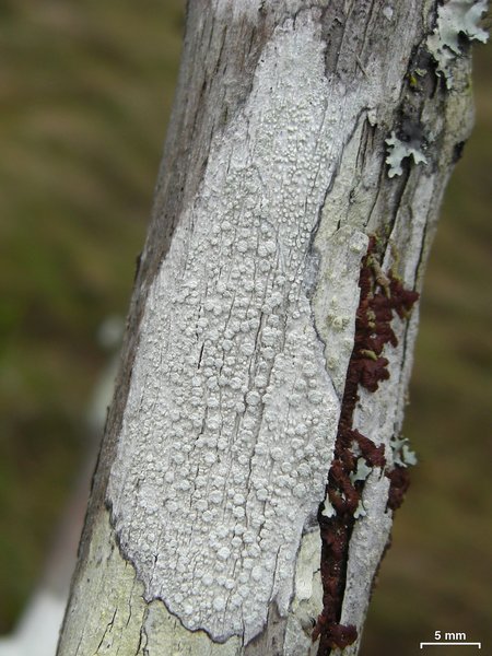 Pertusaria commutata