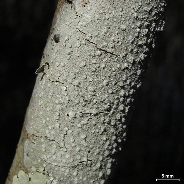 Pertusaria commutata