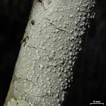 Pertusaria commutata