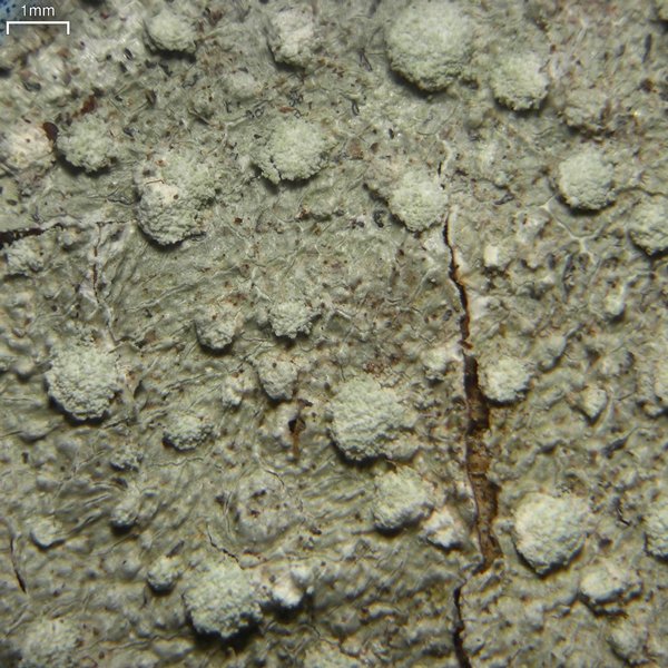 Pertusaria commutata