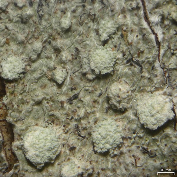 Pertusaria commutata