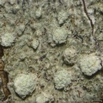 Pertusaria commutata