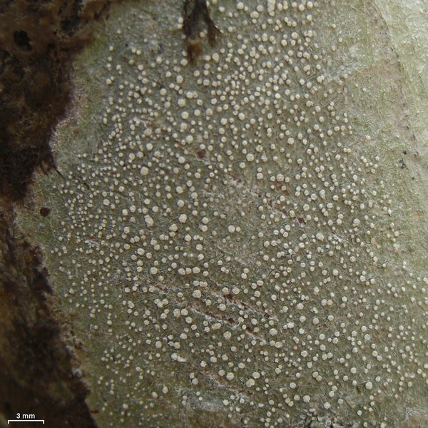 Pertusaria commutata