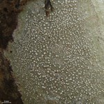 Pertusaria commutata