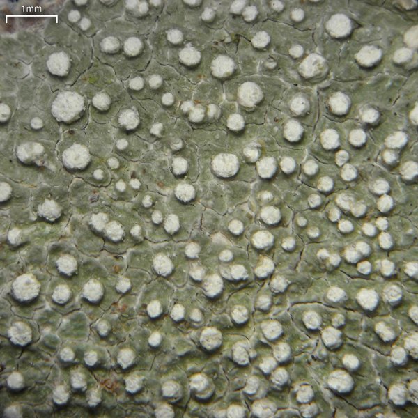 Pertusaria commutata