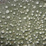 Pertusaria commutata