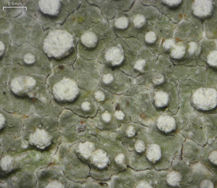 Pertusaria commutata