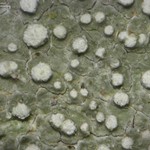 Pertusaria commutata