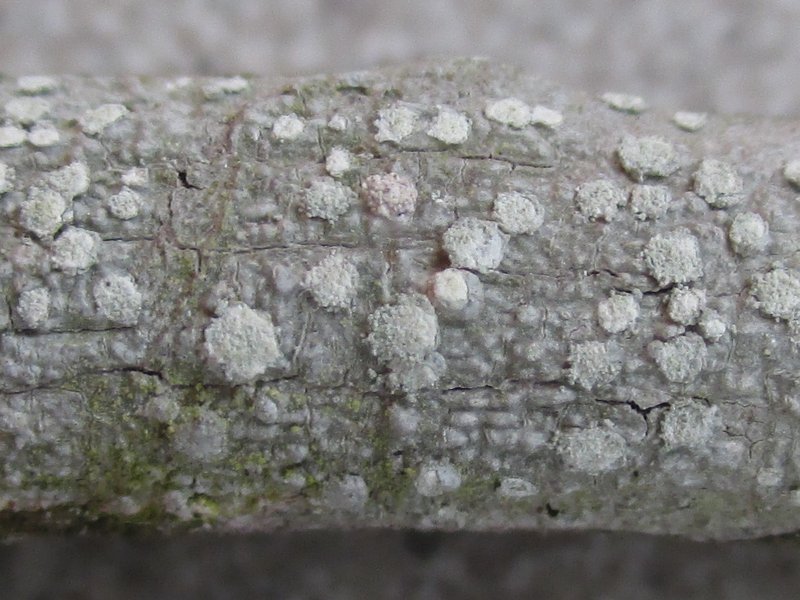 Pertusaria commutata