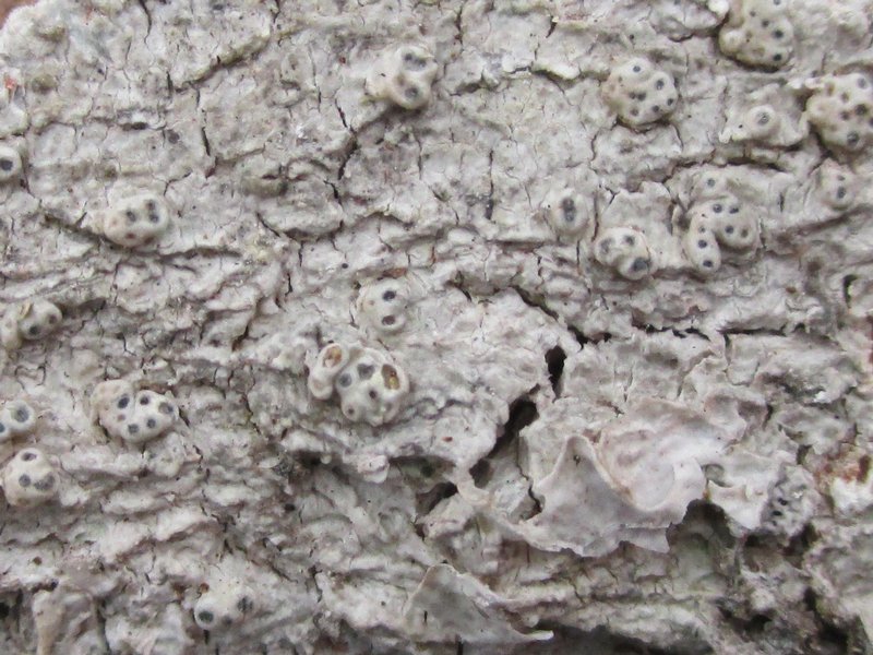 Pertusaria consocians