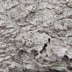 Pertusaria consocians