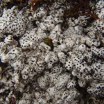Pertusaria coriacea
