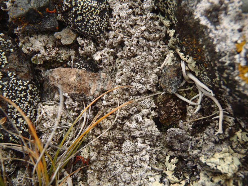 Pertusaria coriacea