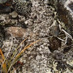 Pertusaria coriacea