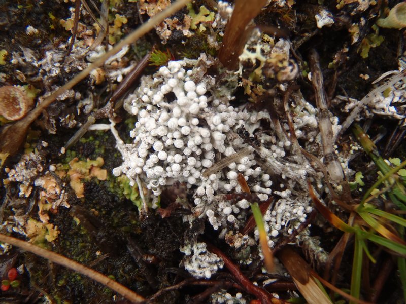 Pertusaria dactylina