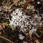 Pertusaria dactylina