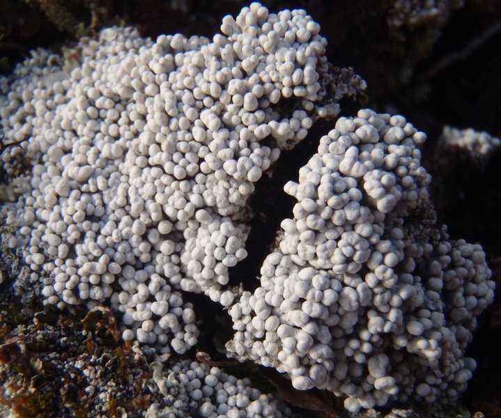 Pertusaria dactylina