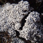 Pertusaria dactylina
