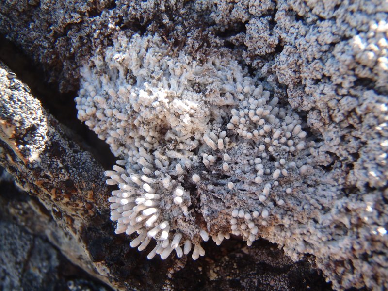 Pertusaria dactylina