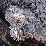 Pertusaria dactylina
