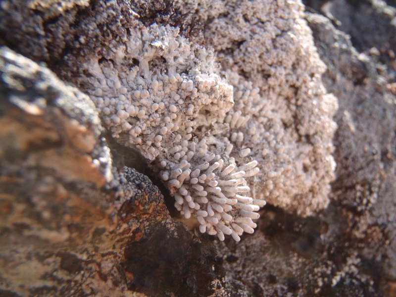 Pertusaria dactylina