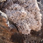 Pertusaria dactylina