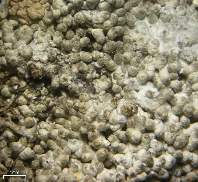 Pertusaria dactylina