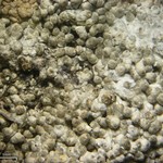 Pertusaria dactylina