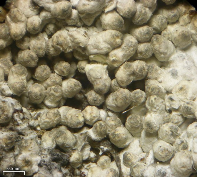 Pertusaria dactylina