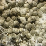 Pertusaria dactylina
