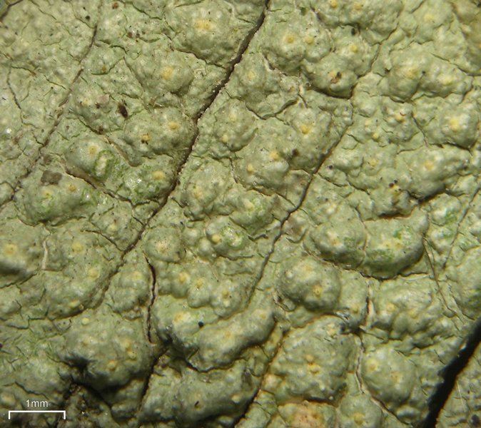Pertusaria epixantha