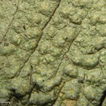 Pertusaria epixantha
