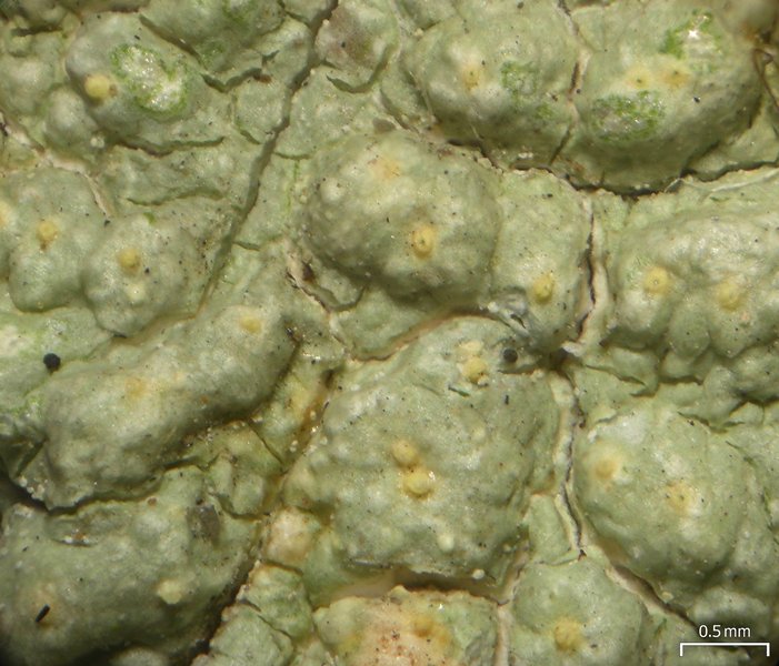 Pertusaria epixantha