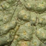Pertusaria epixantha