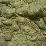 Pertusaria epixantha