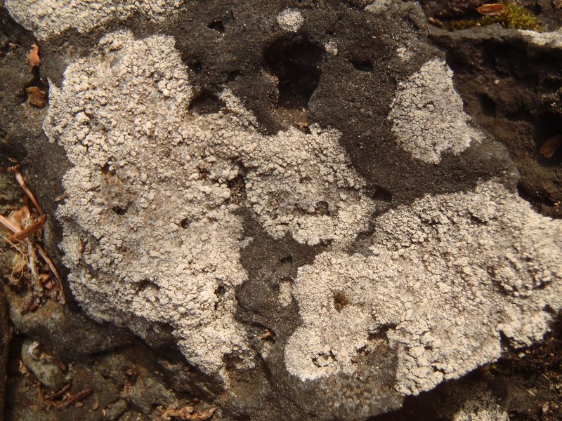 Pertusaria excludens