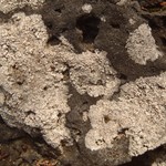 Pertusaria excludens