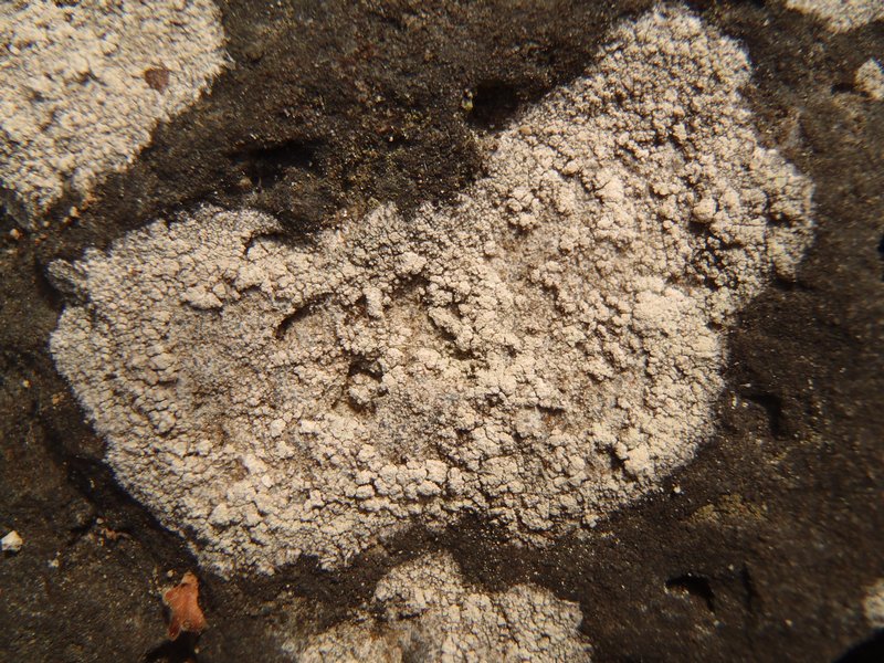 Pertusaria excludens