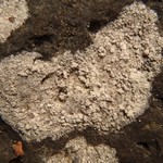 Pertusaria excludens