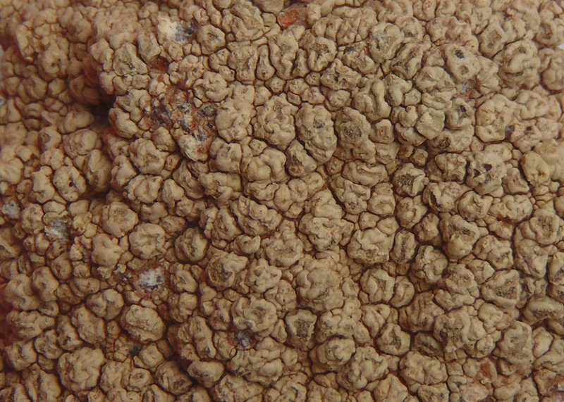 Pertusaria flavicunda