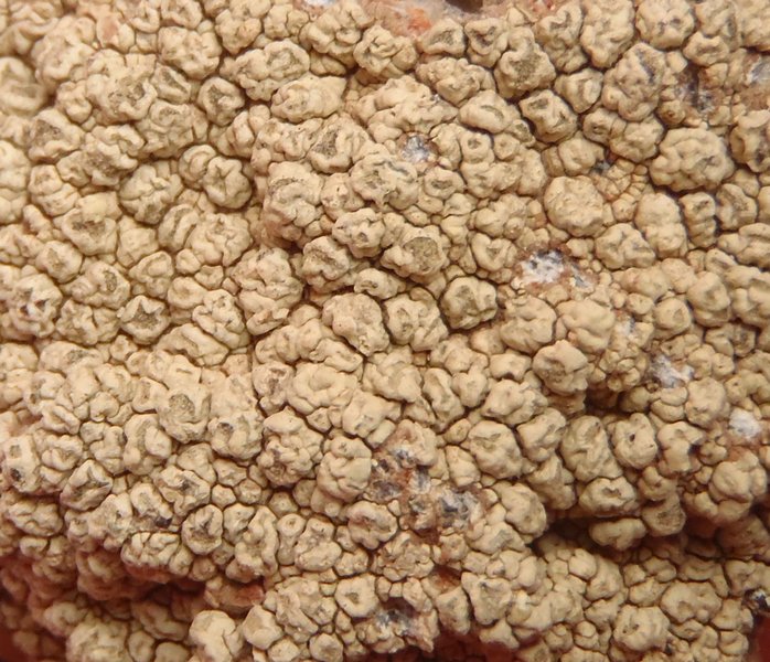 Pertusaria flavicunda