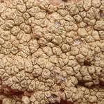 Pertusaria flavicunda