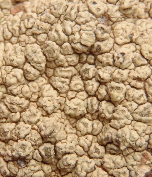 Pertusaria flavicunda